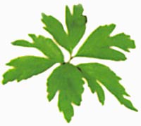 ����� ������