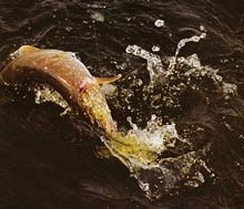 ����� ����