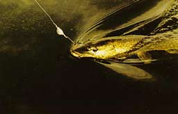 ����� ����