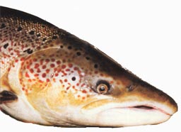 ������� �� ��������