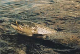 �������� ������