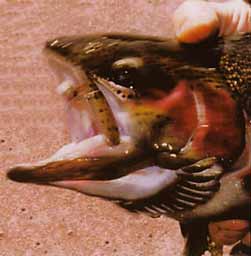 ����� ������