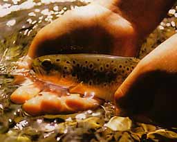 ��� ������ ������