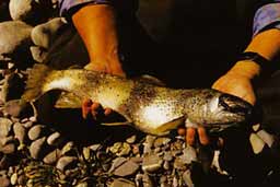 ��� ������ ������