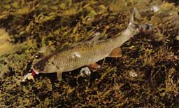 ����� �������