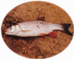 ����� �������