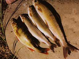 ���� ����