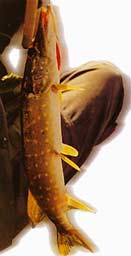 ����� ����