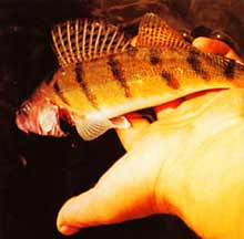 ����� �������