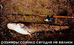 ����� ����