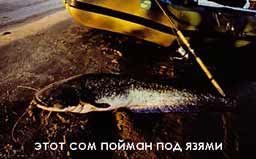 ��� ����