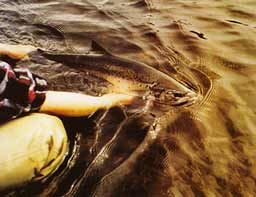 ����� �����