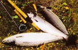 ����� ������