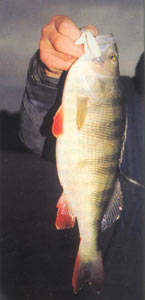 ����� �����