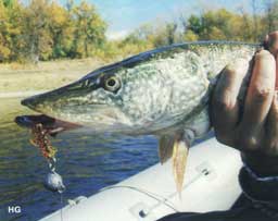 ����� ����