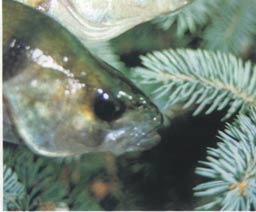 ������� � 1