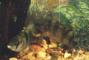 ������� � 2