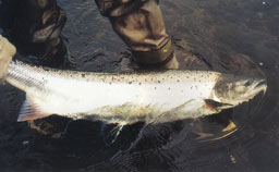 ������� �� ��������