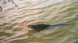 ���� ���������� �������