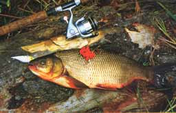 ���� ���������� �������