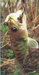 ��� ������� �����