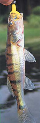 ����� ������