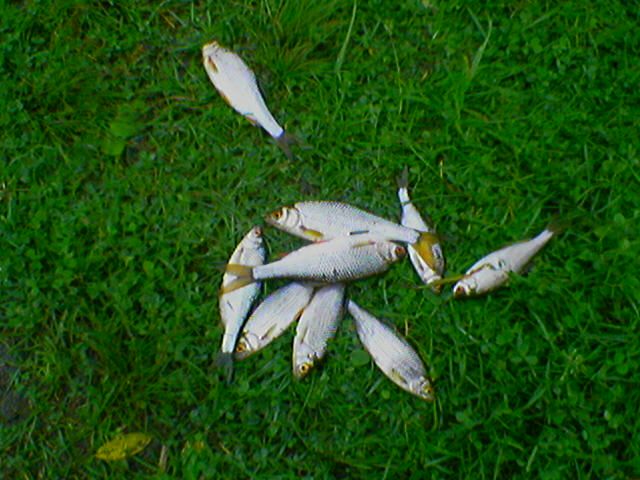 ���� �� �����