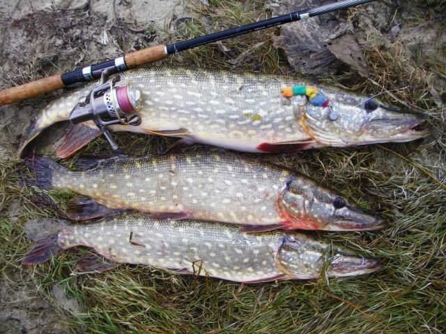 ��� ����� ���������� ������