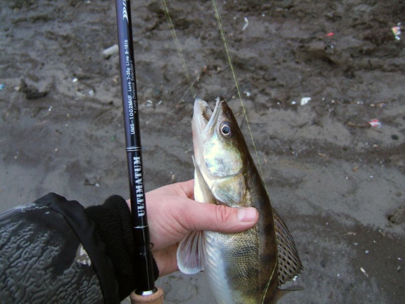 ���������� ��������