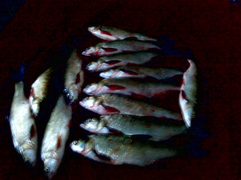 ������� ����, 8 ���, �������� �� ��������