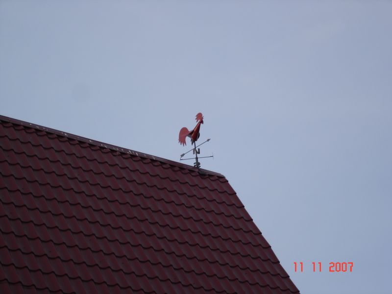 ROOSTER  .