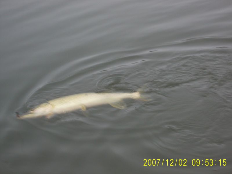 ��������� ����