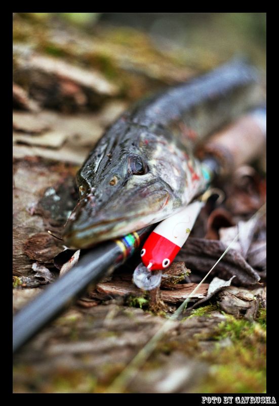 ���� "��������"