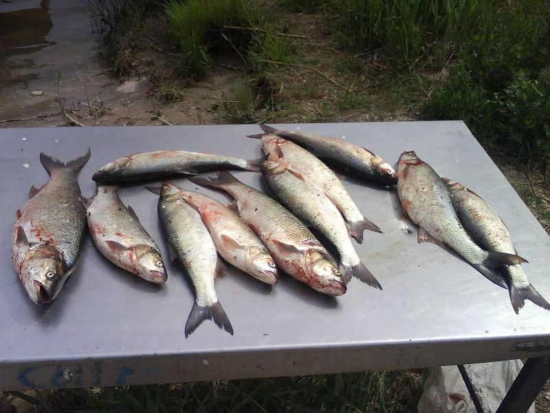 �������� ������.JPG