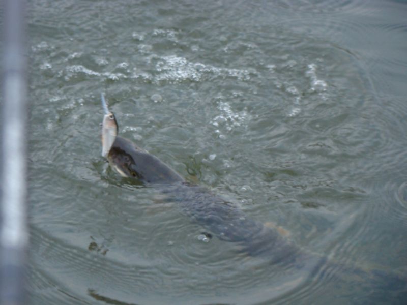 �� ����� ��������