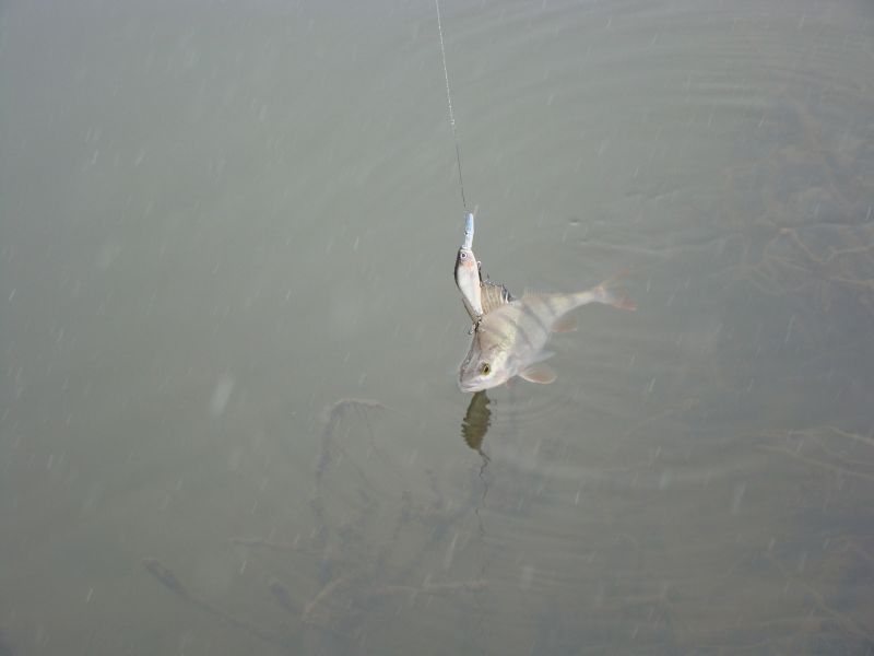 �� ��������