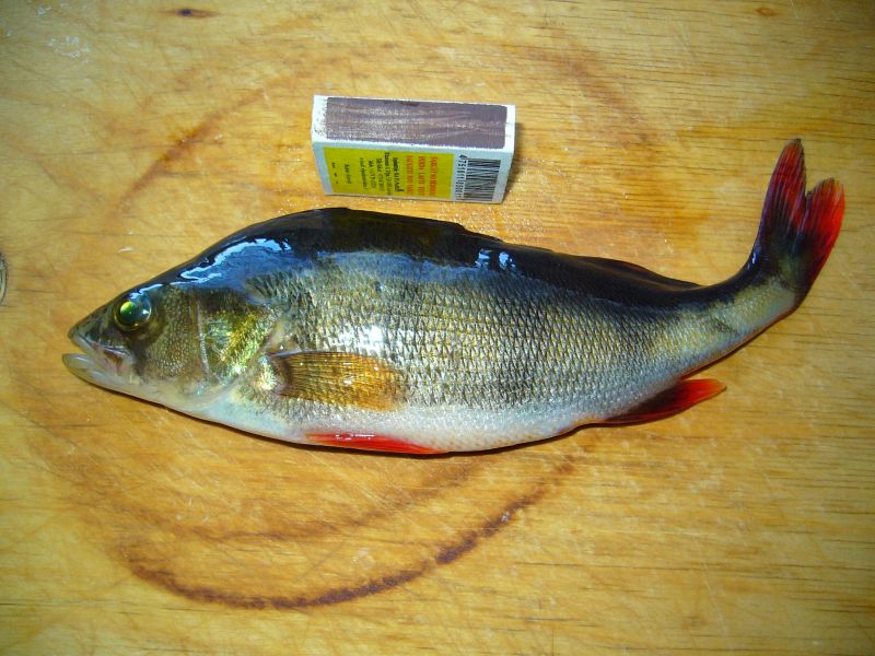 ��� ����