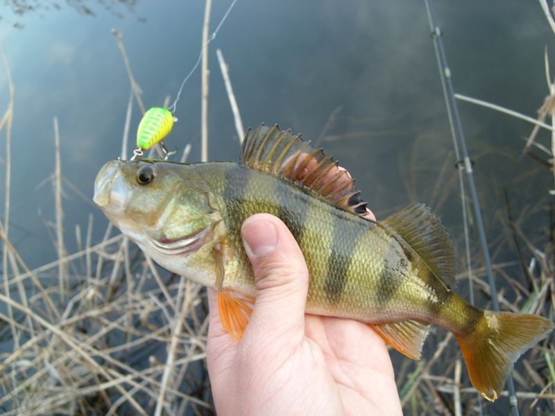 �� ������