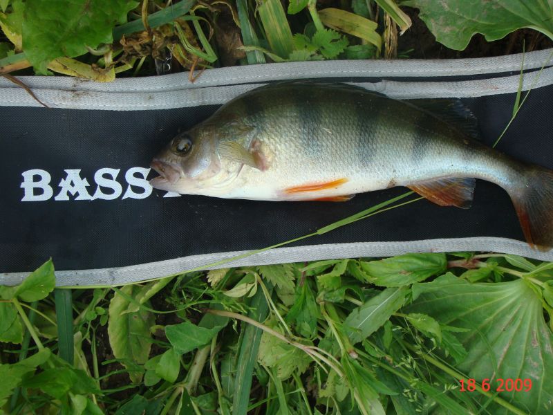 bass