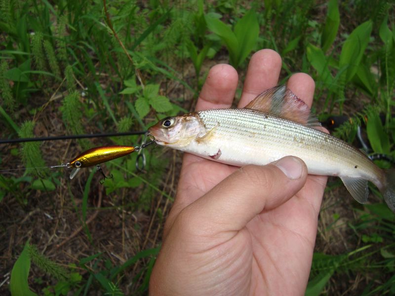 18) 26.05.09  Daiwa Presso Minnow 4f