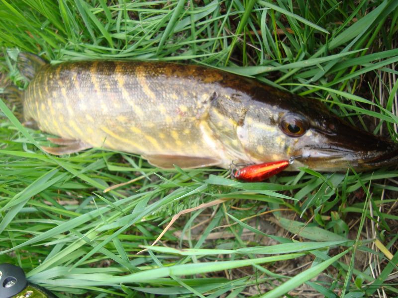 26) 26.05.09  Daiwa Presso Minnow 4f