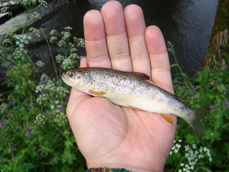 28) 06.06.09 , . ...... (Daiwa Presso Minnow 4f)