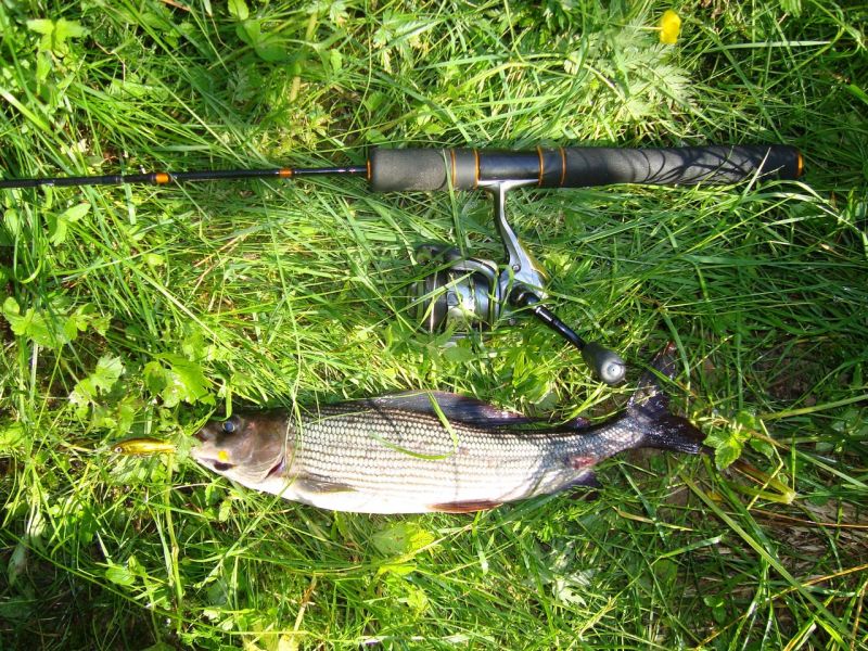 50) 26.06.09  Daiwa Presso Minnow 4f
