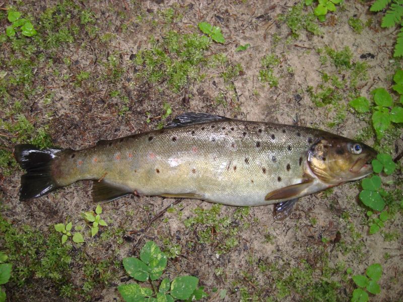 67) 10.07.09  Rapala Original F-3
