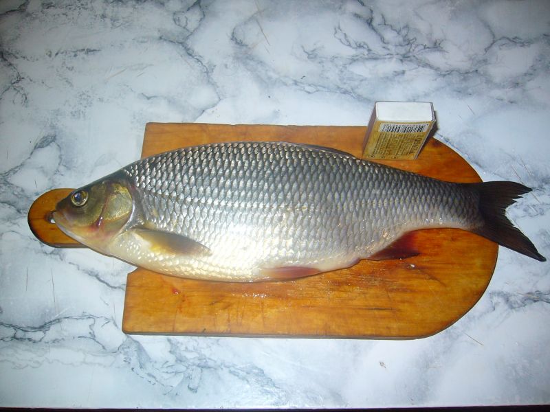 ��� ����