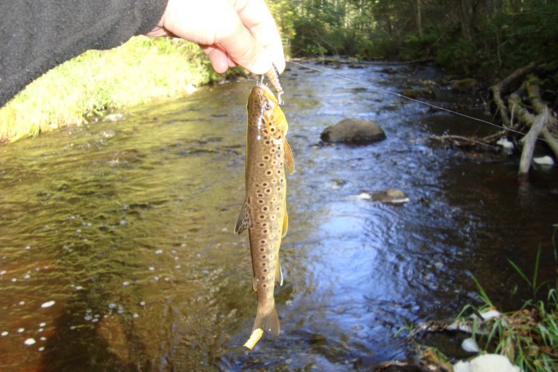 148)  ZipBaits Rigge 35f