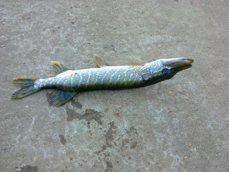 pike