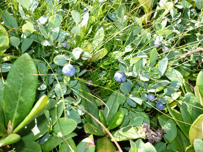 ������� � ������ ���