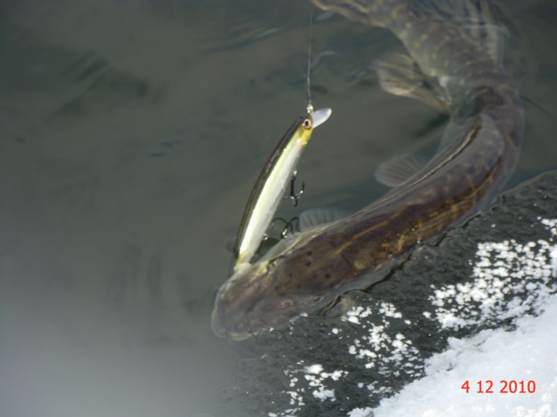 �� �������