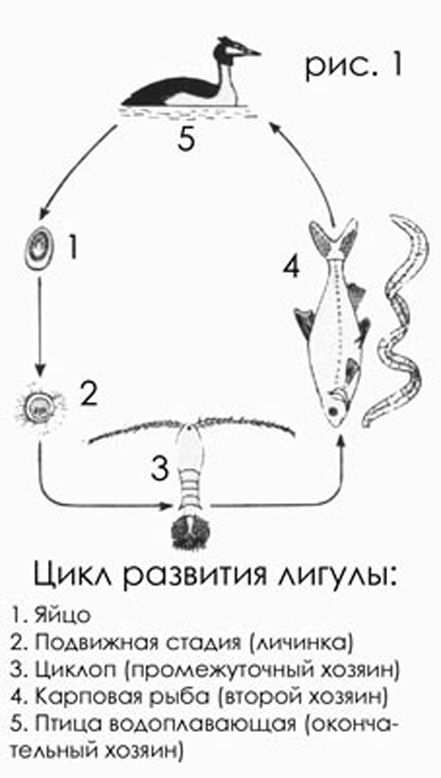 Цикл развития рыбы схема